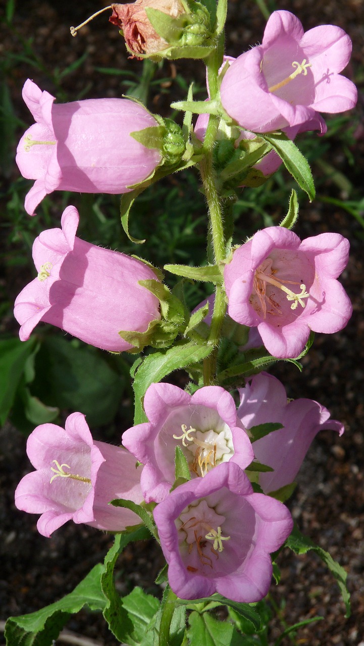 pink flower garden free photo