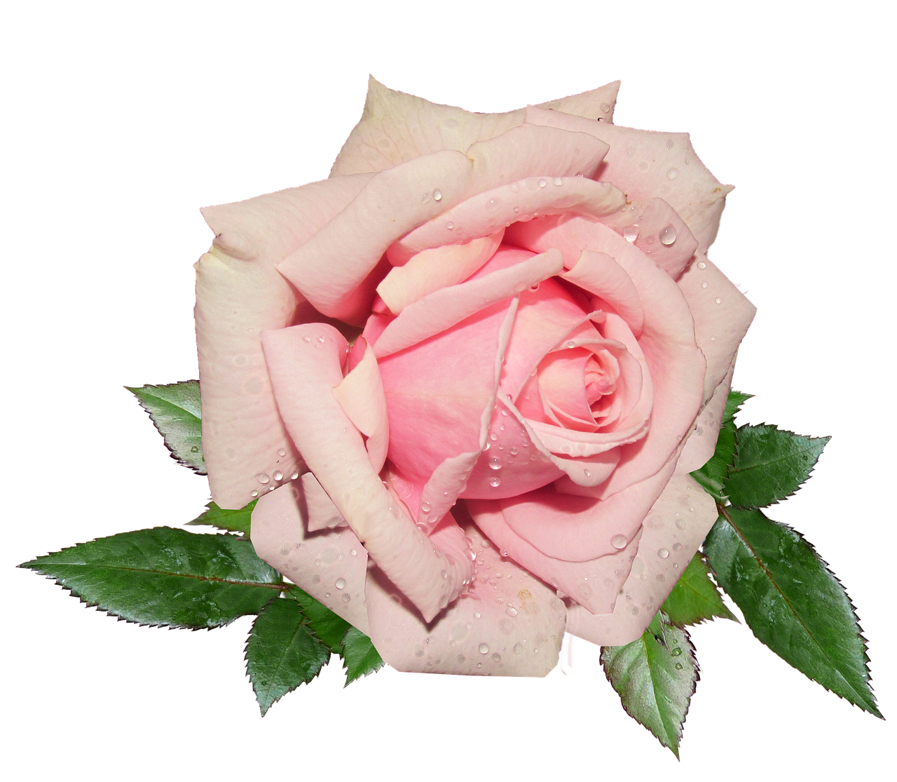 pink rose garden free photo