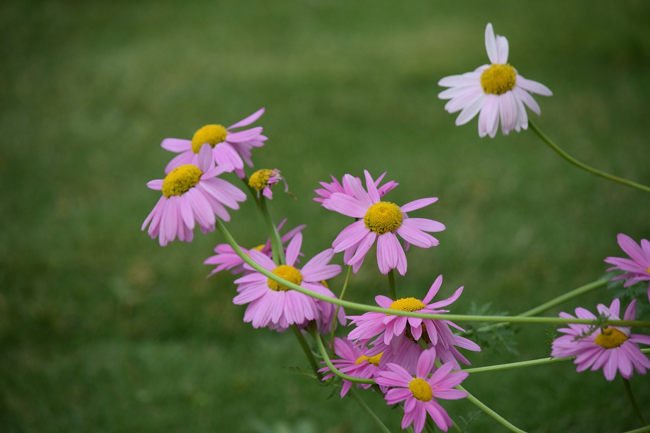 pink daisy spring free photo