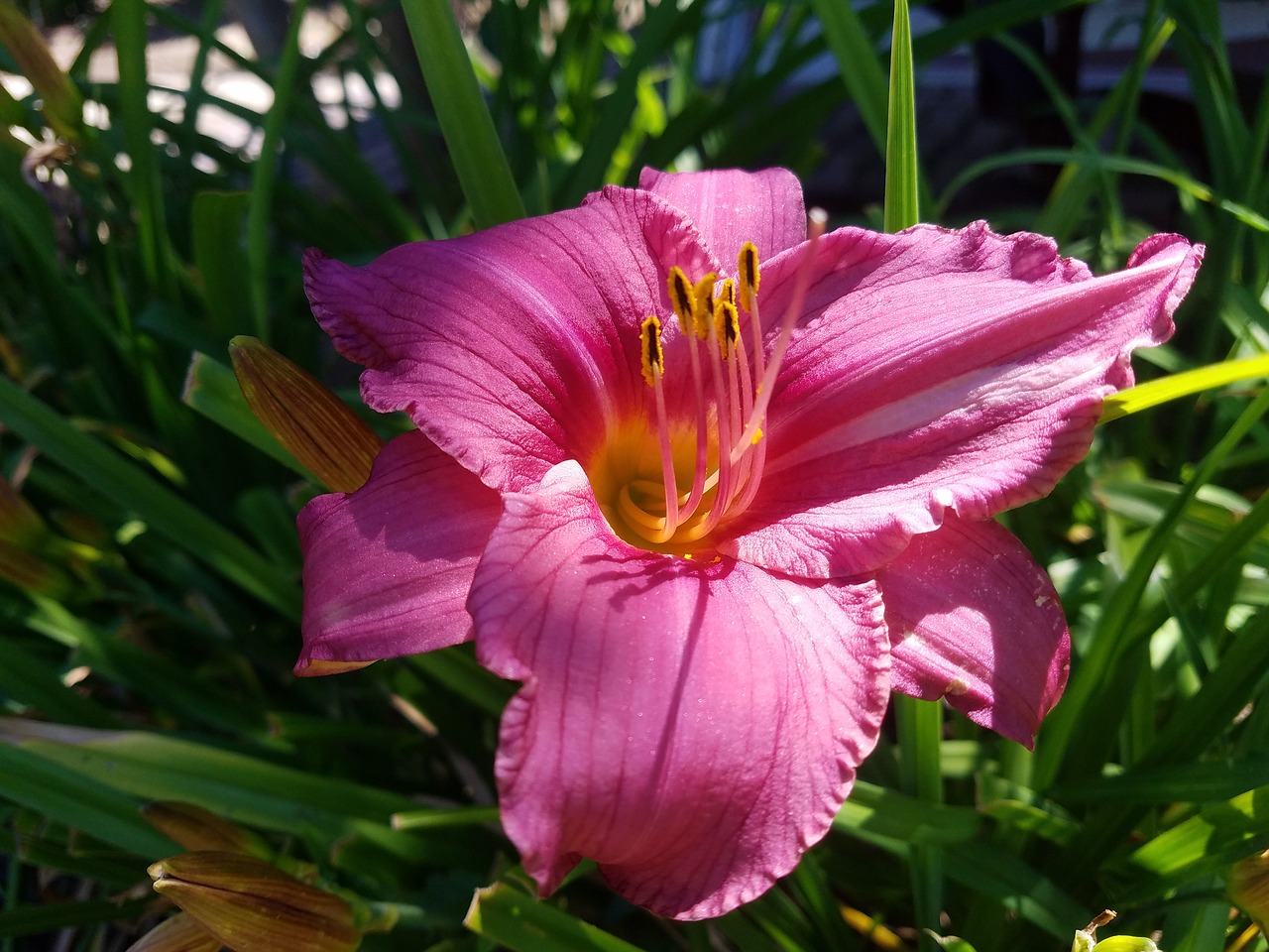 pink flower garden free photo