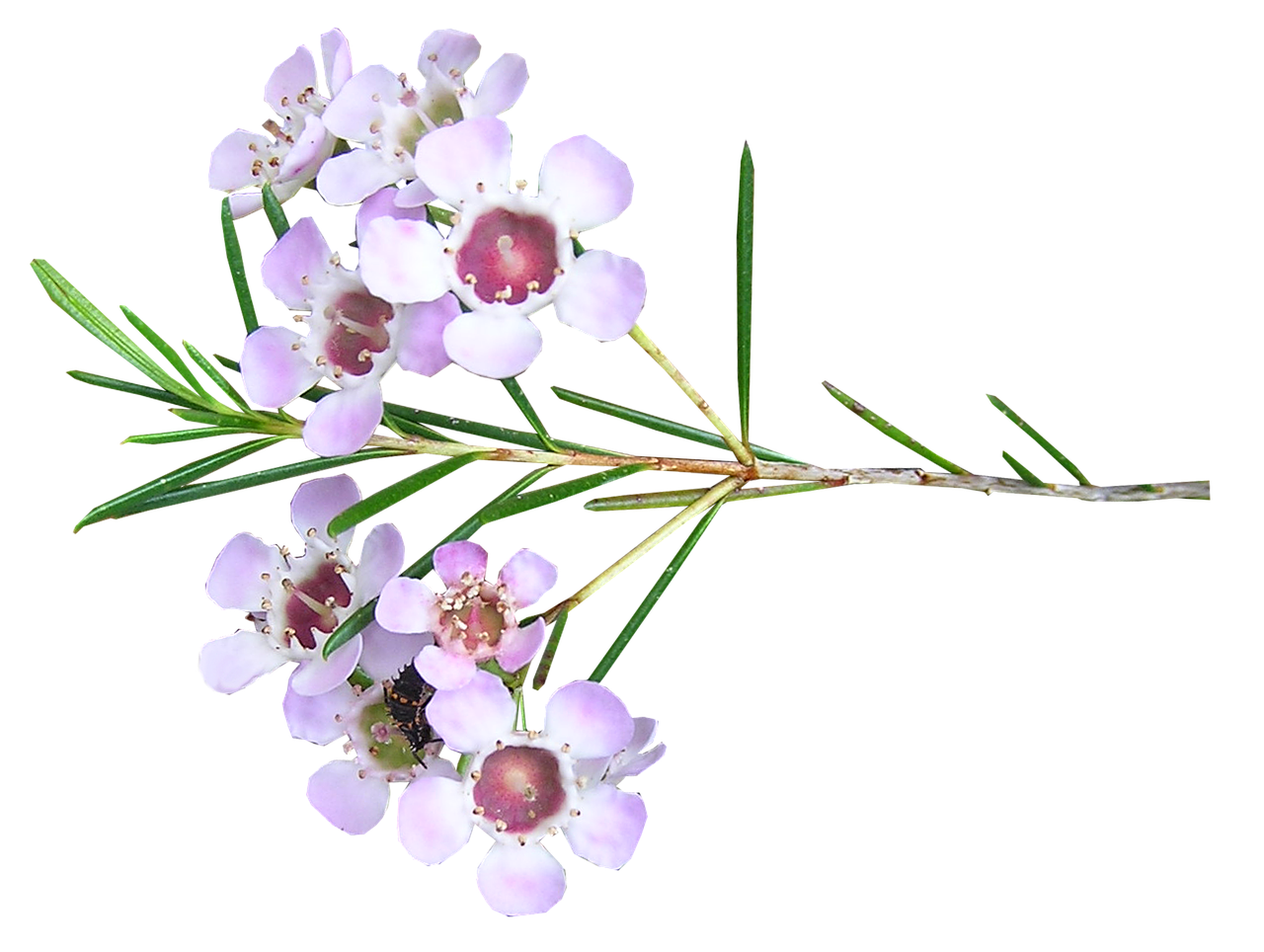 pink wax flower free photo