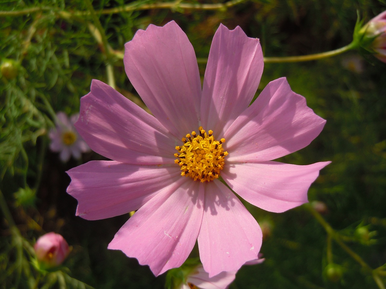 pink cosmos in autumn free photo