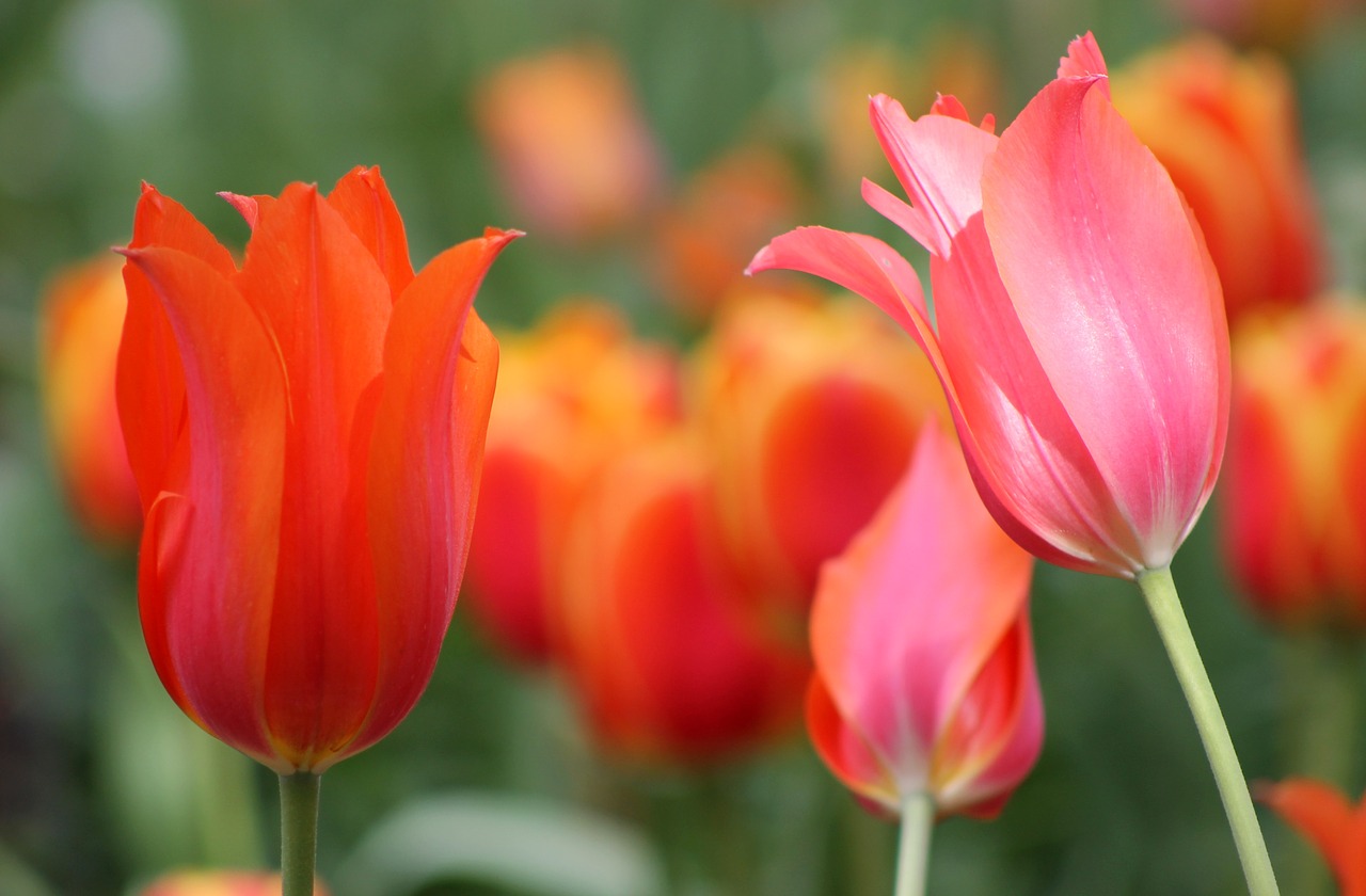 pink orange flower free photo