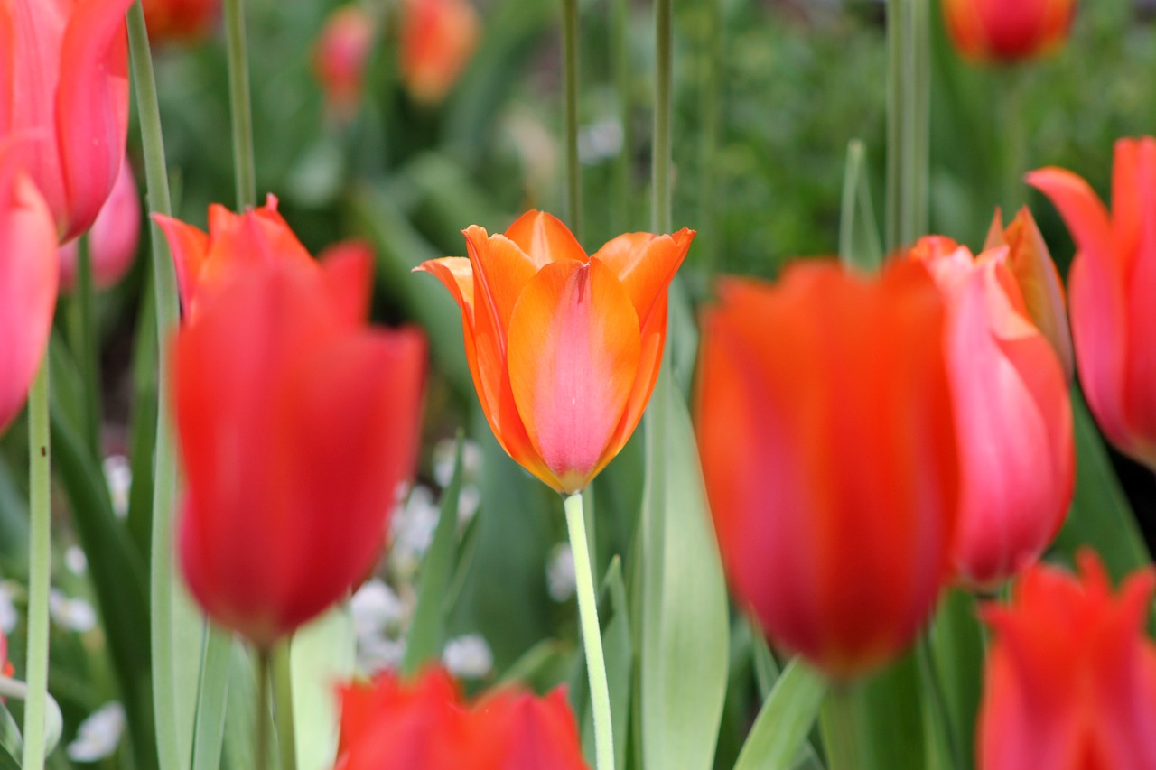 pink orange flower free photo