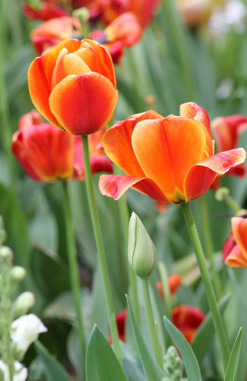 pink orange flower free photo