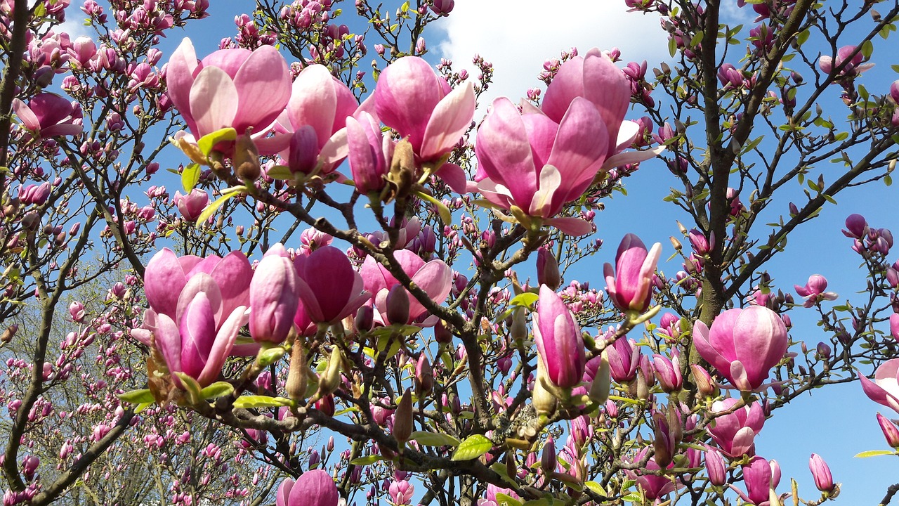 pink magnolia spring free photo