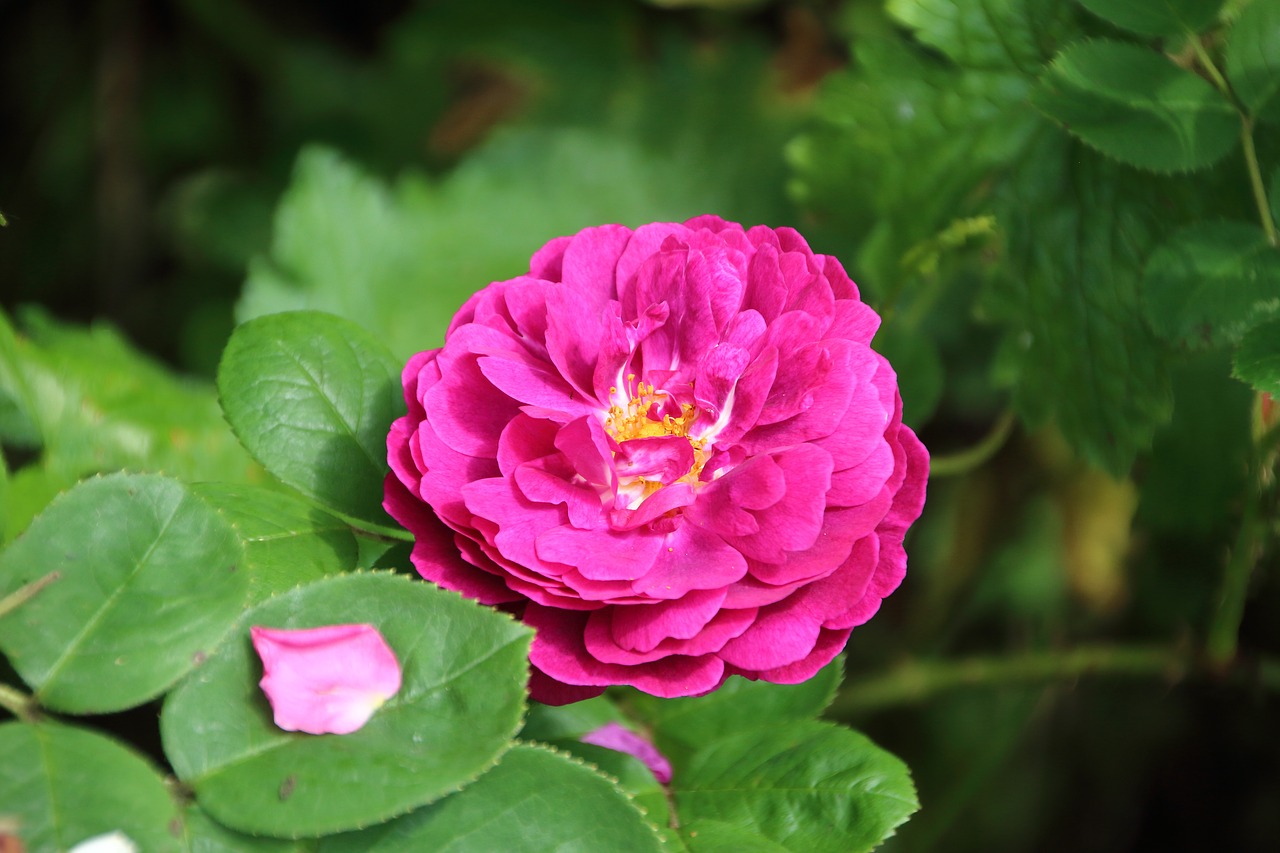 pink rosary nature free photo