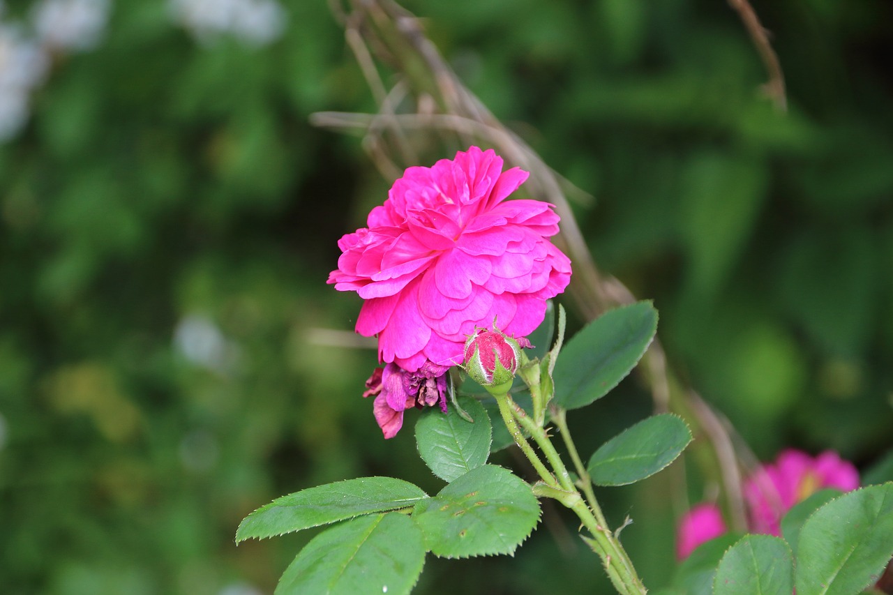 pink rosary green free photo