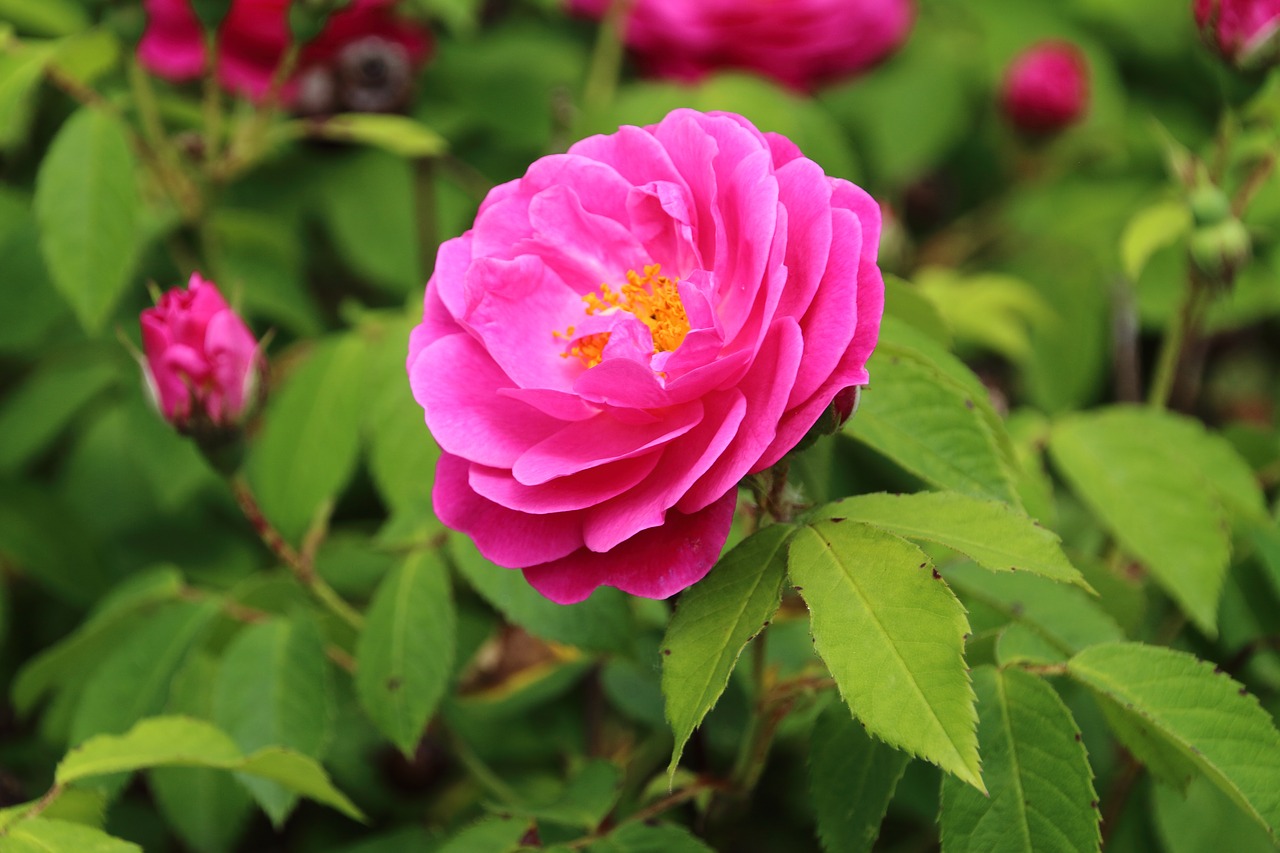 pink flower pink rose free photo