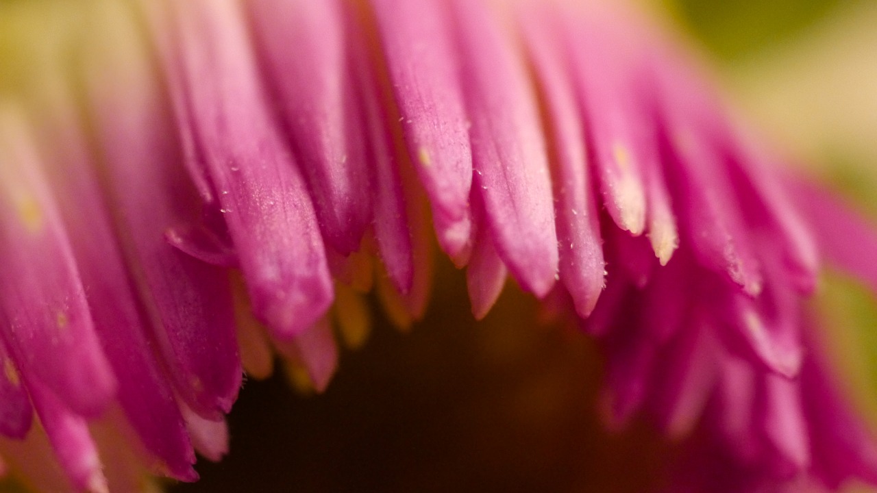 pink closeup violet free photo