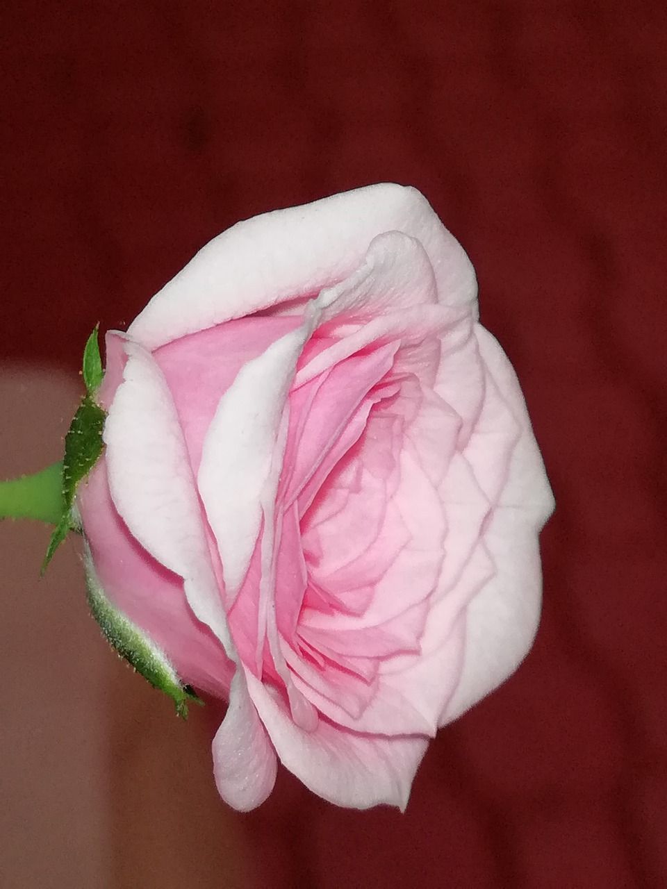 pink petals rose free photo