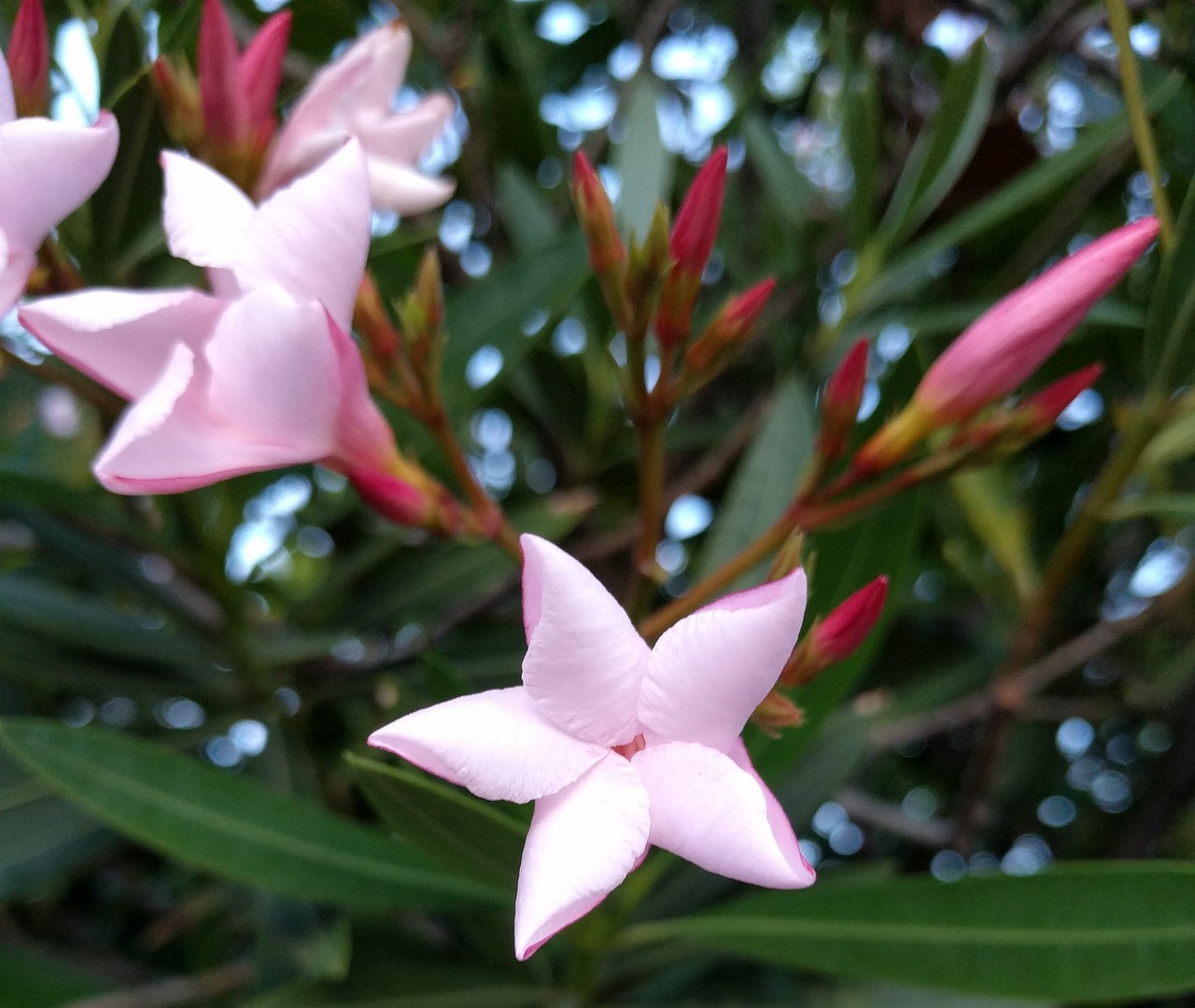 pink star flower free photo