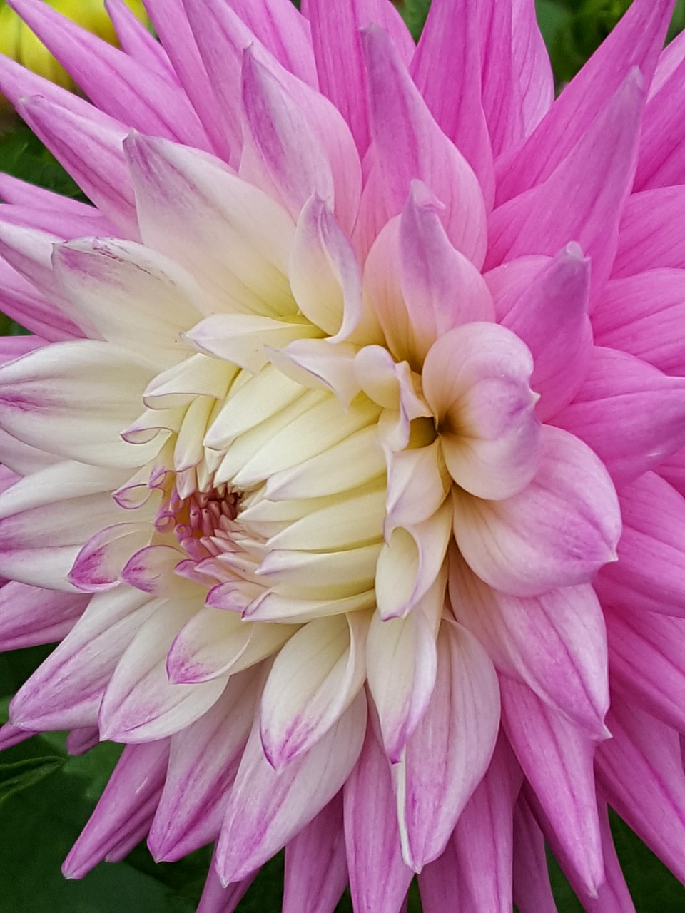 pink flower petals free photo