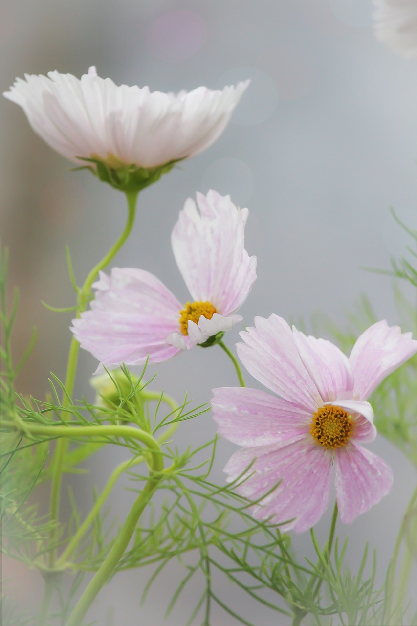 pink nature flower free photo