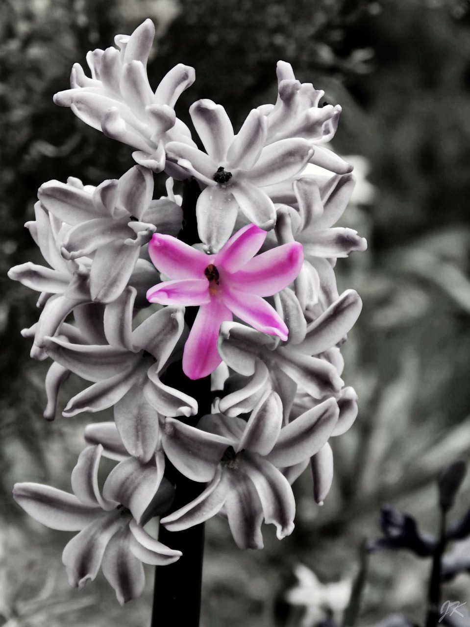 pink flower spring free photo