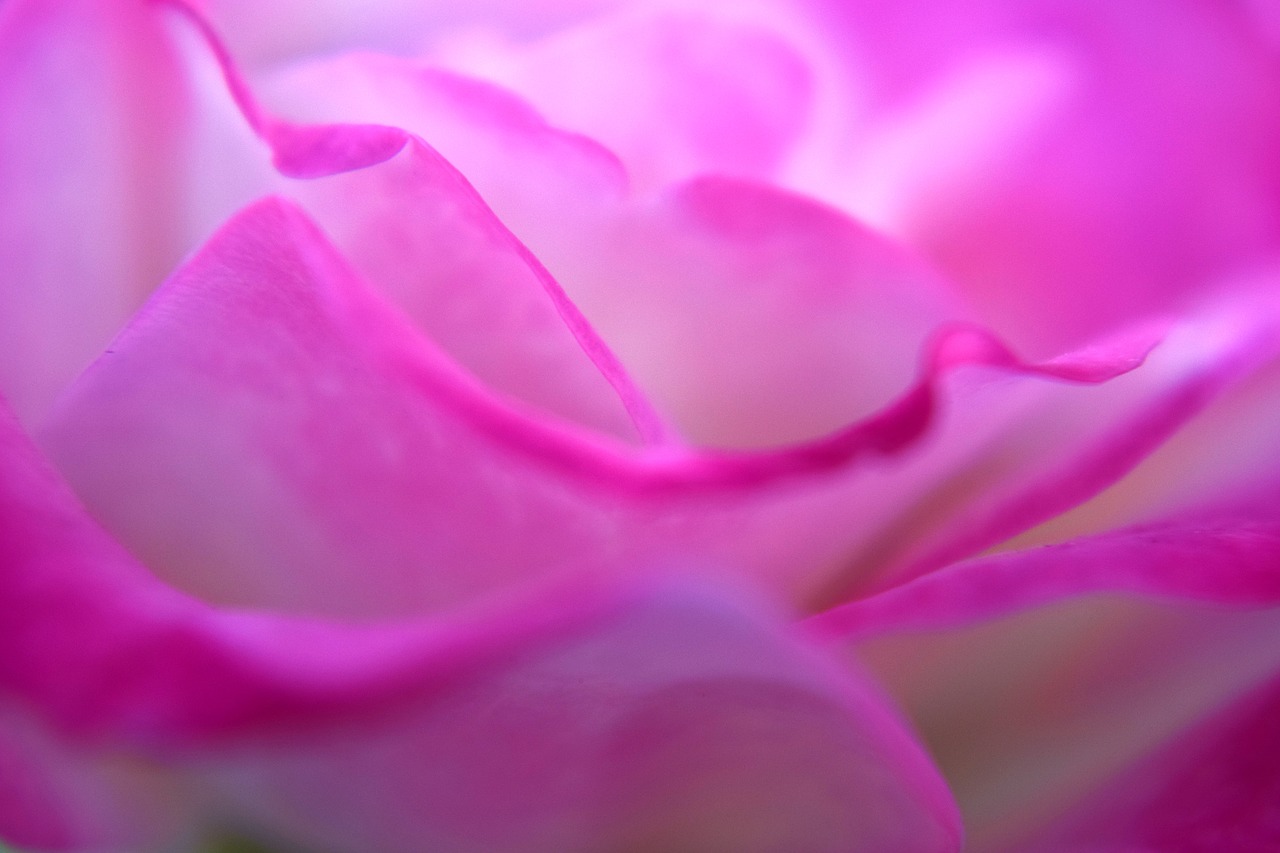 pink white rose free photo