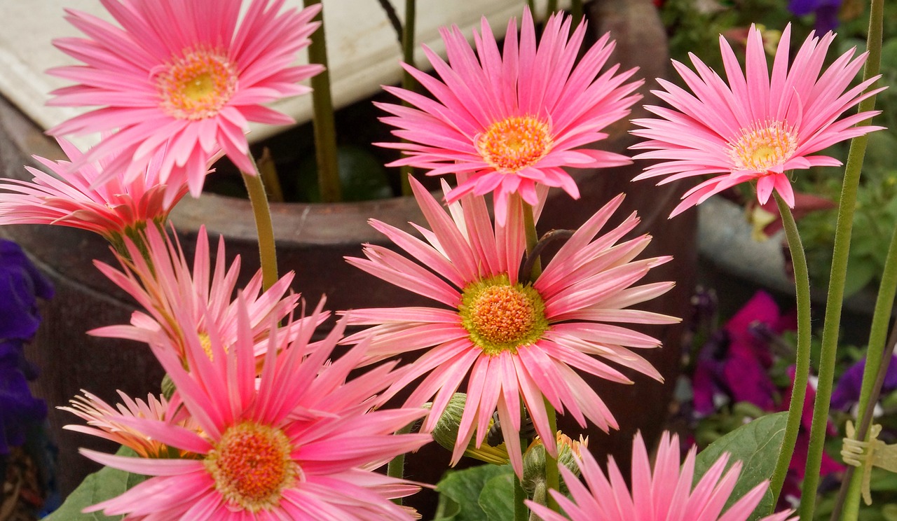 pink daisy flora free photo