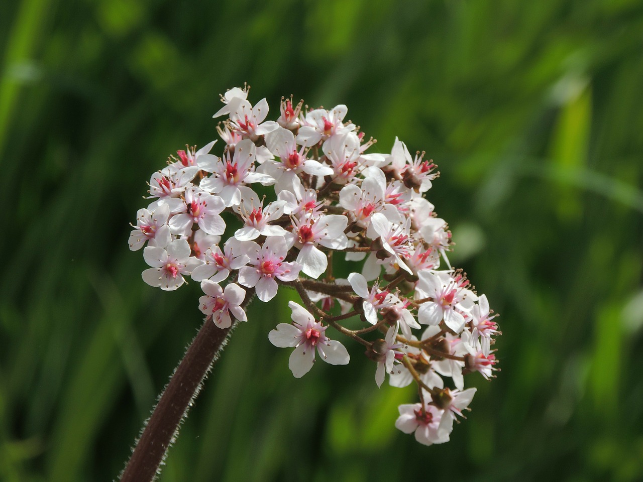 pink blossom bloom free photo