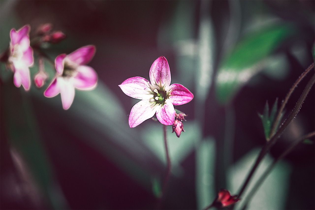 pink  pink flower  small flower free photo