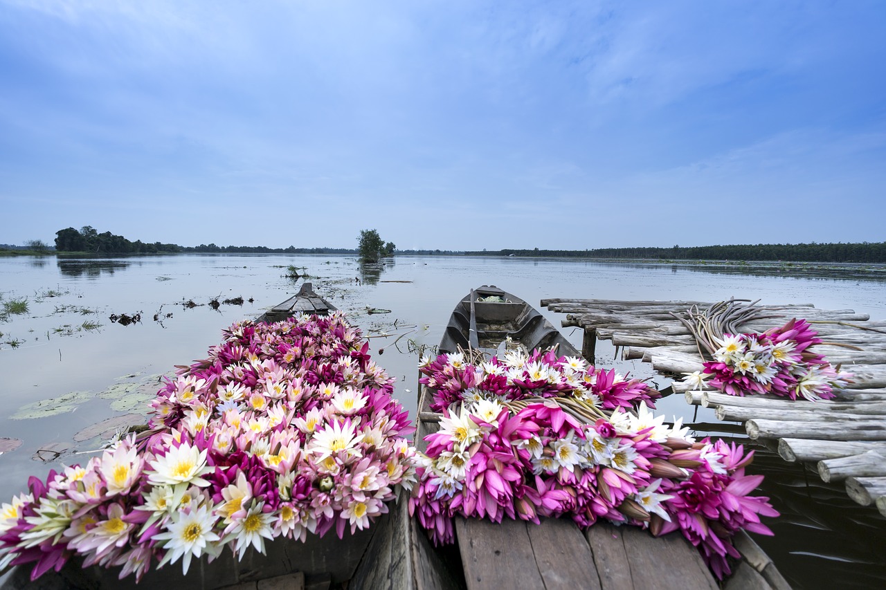 pink  the boat  lily free photo