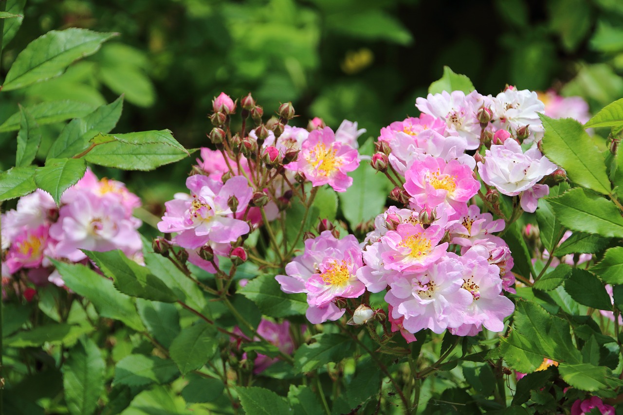 pink  garden  nature free photo