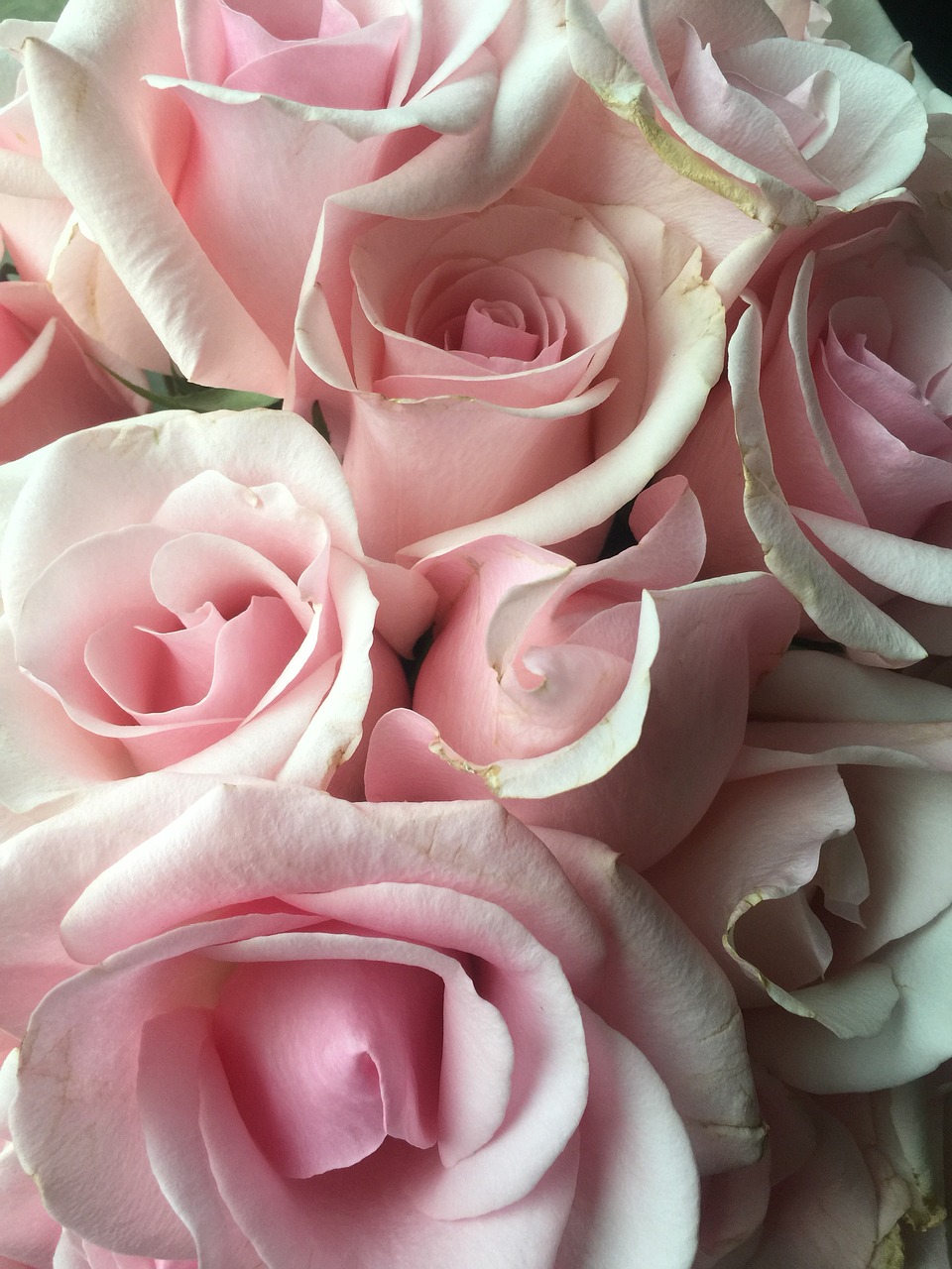 pink  roses  bouquet free photo