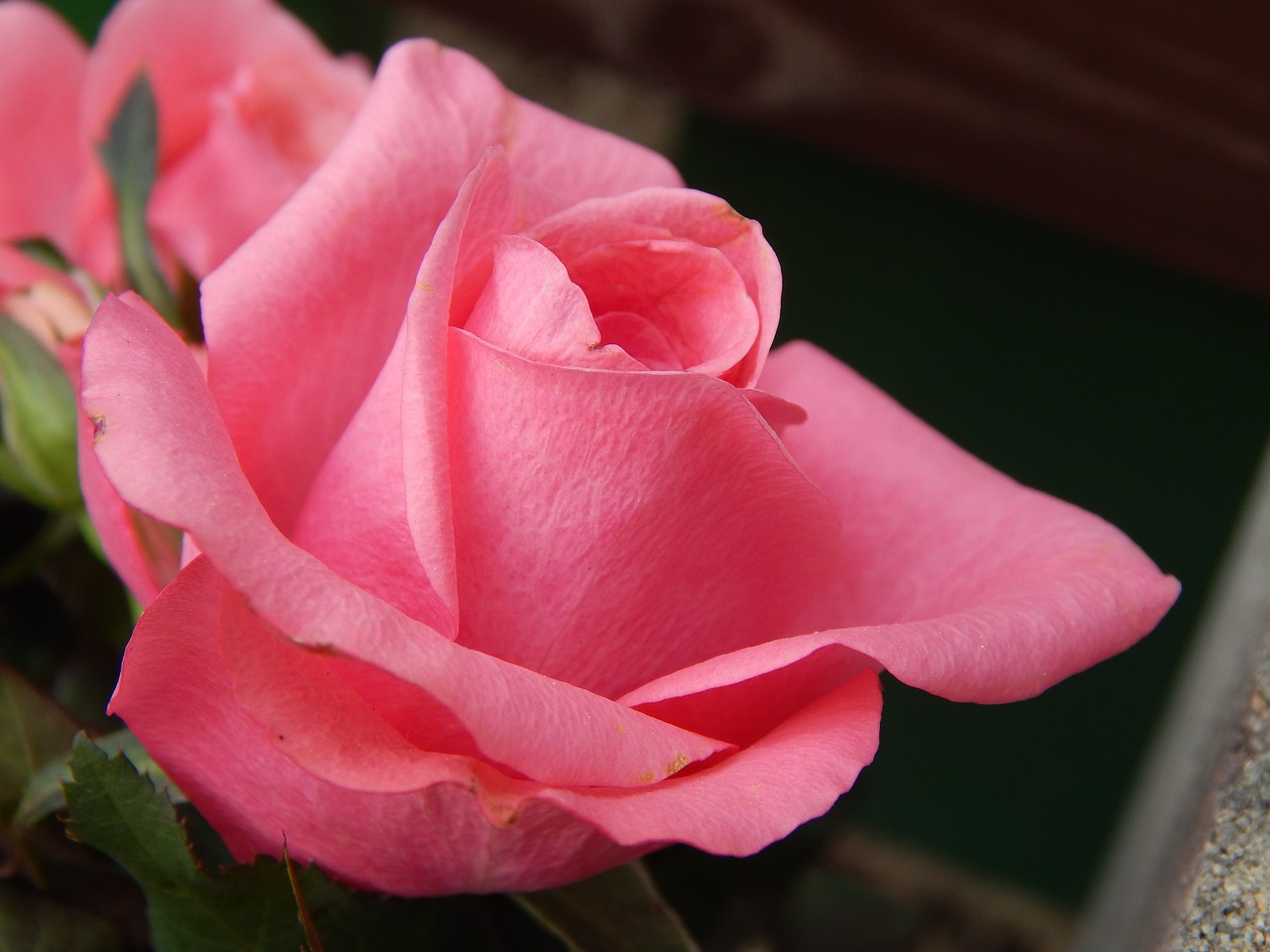 pink  flower  flowers free photo