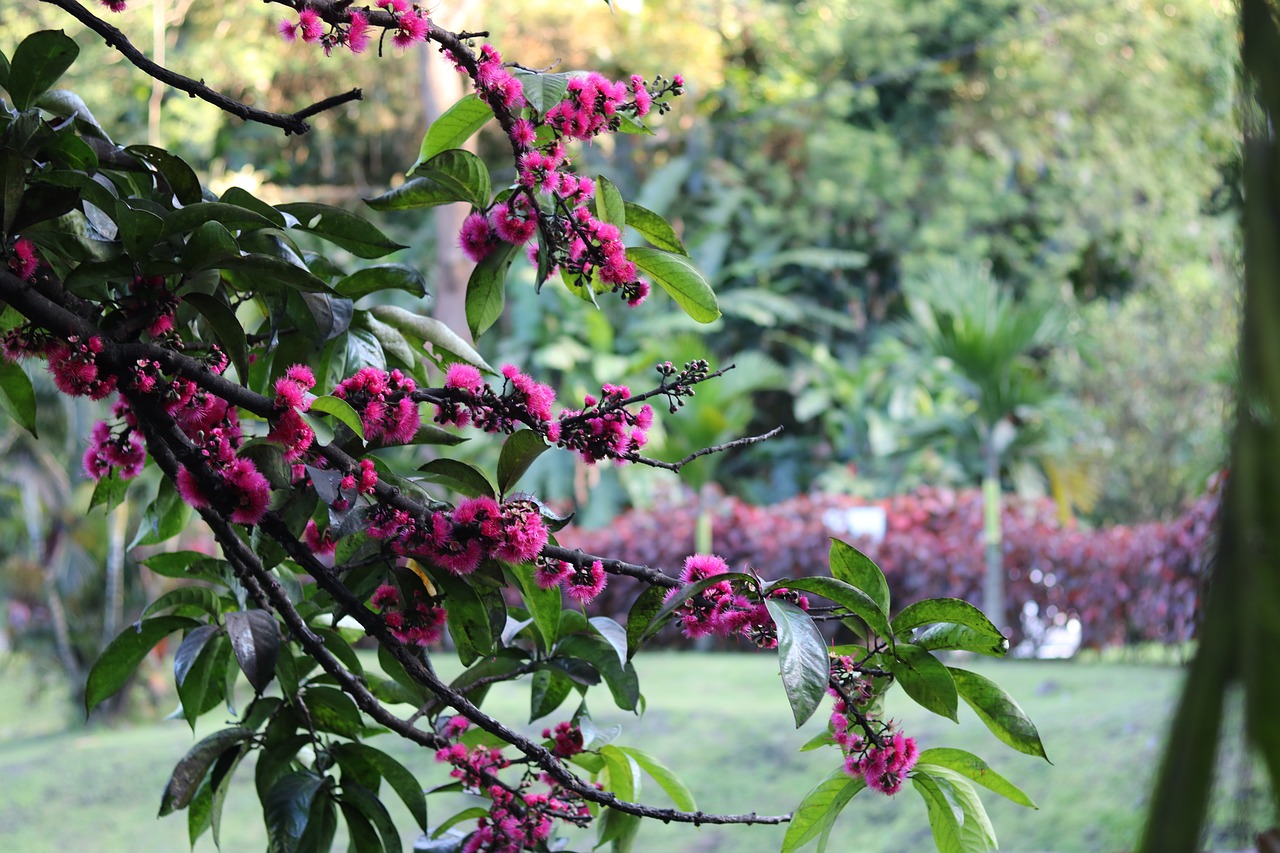 pink  tree  nature free photo