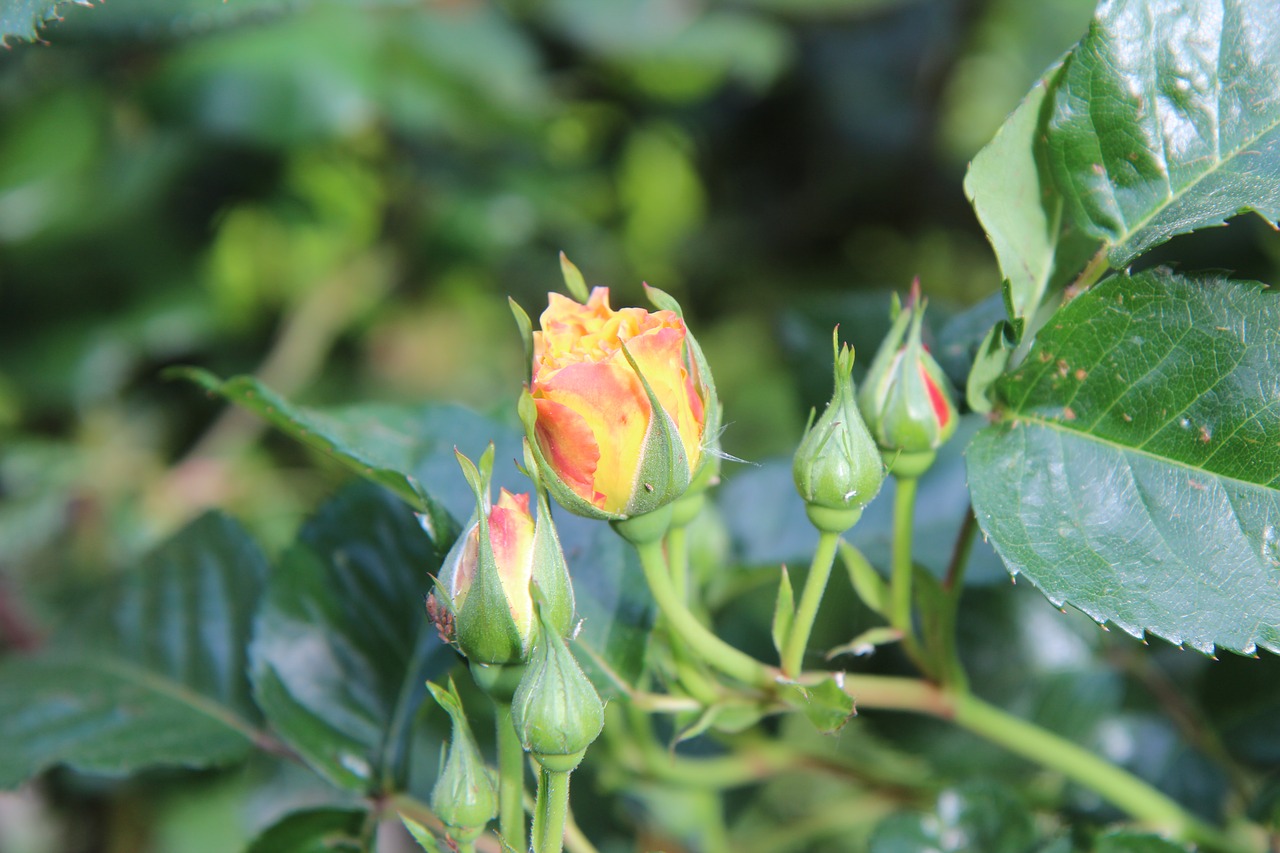 pink  yellow rose  rose bud free photo