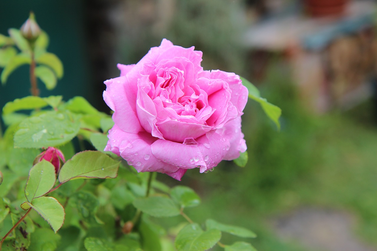 Роза розовая бархат куст