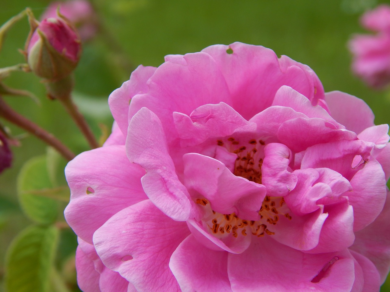 pink  flower  pink flower free photo