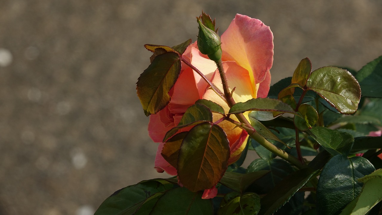 pink  flower  nature free photo