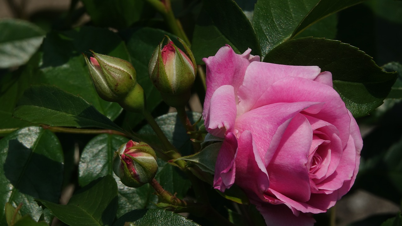 pink  romantic garden  nature free photo