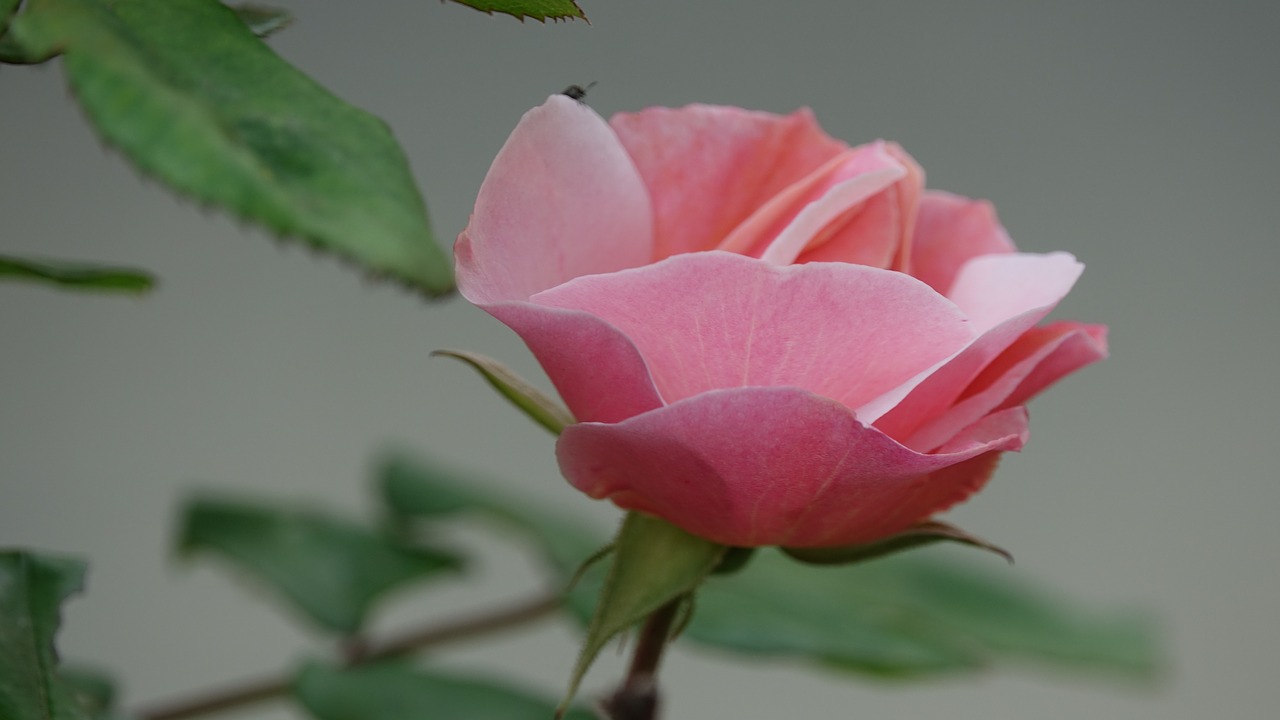 pink  romantic garden  nature free photo