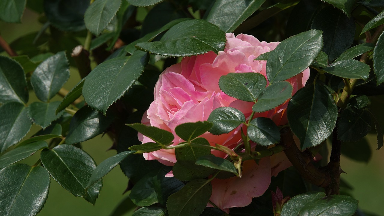 pink  green leaves  garden free photo