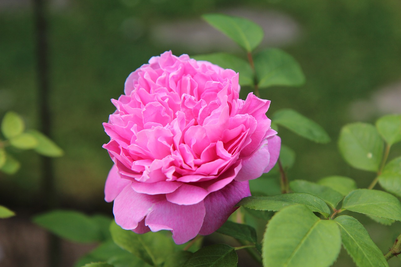 pink  rosebush  english rose free photo