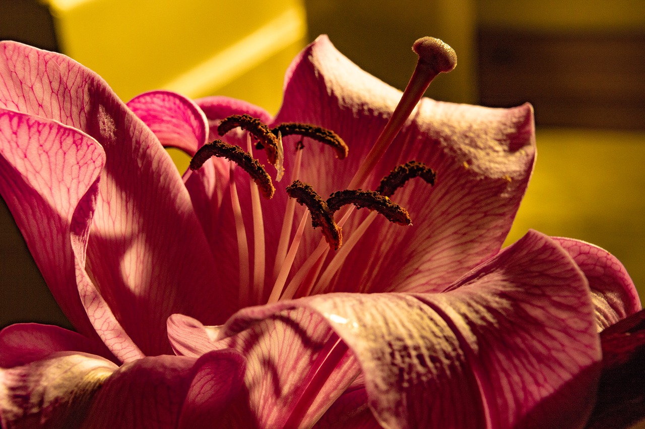 pink  lily  flower free photo