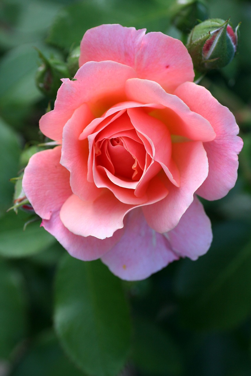 pink  rosebush  garden free photo