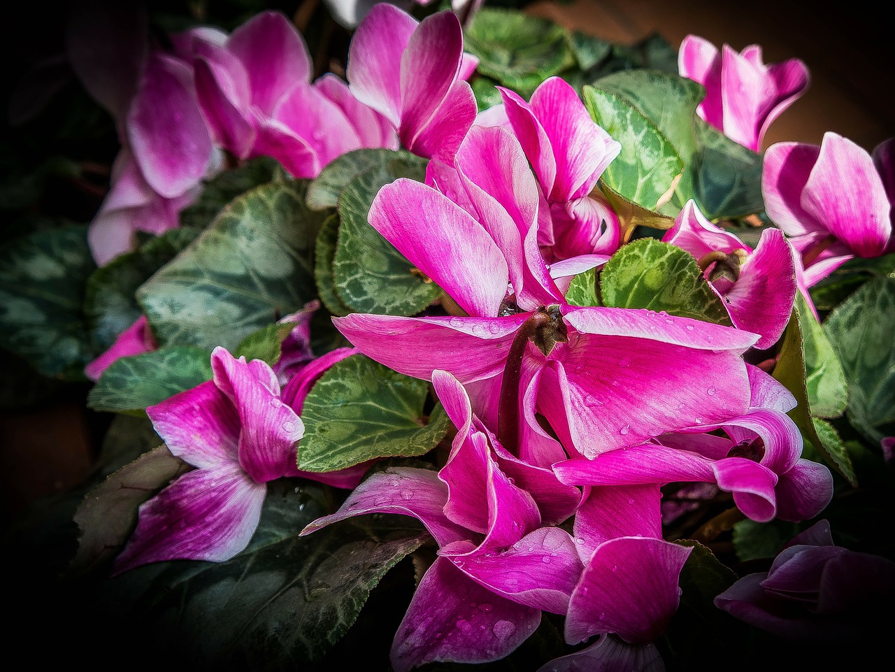 pink flowers flower free photo