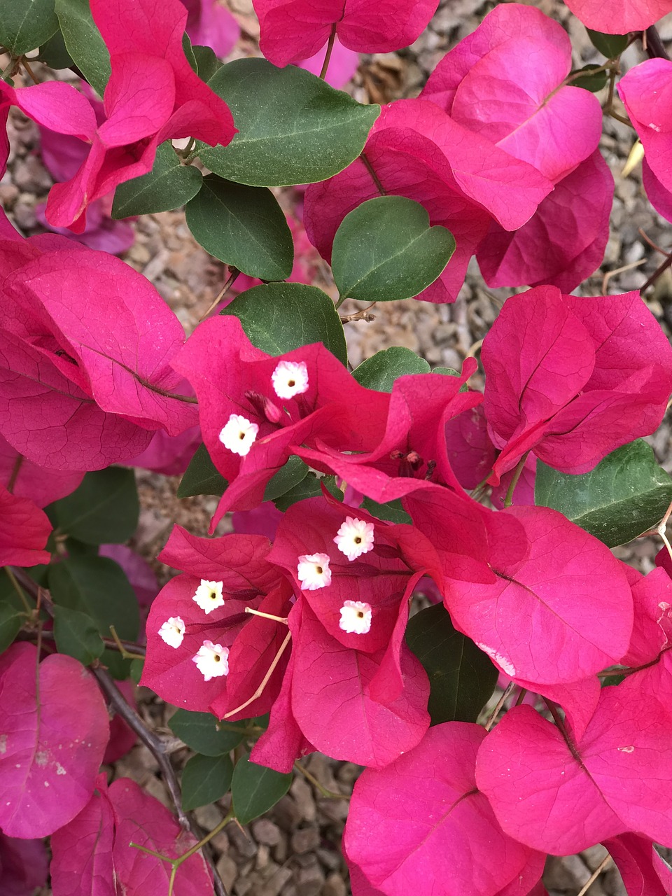 pink  flower  bougainvillea free photo