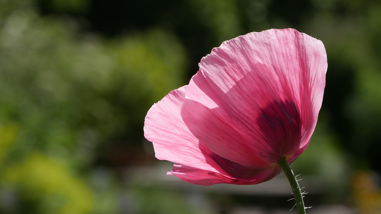 pink  poppy  flower free photo