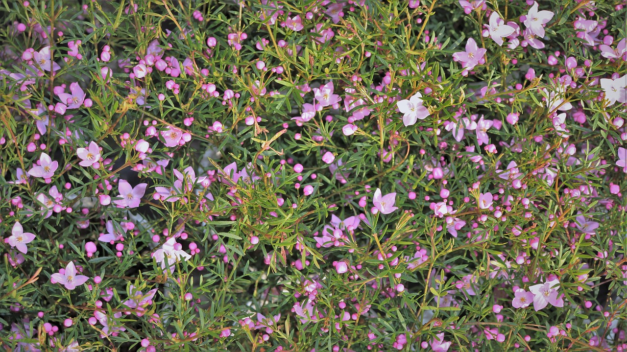 pink  petal  sunshine free photo