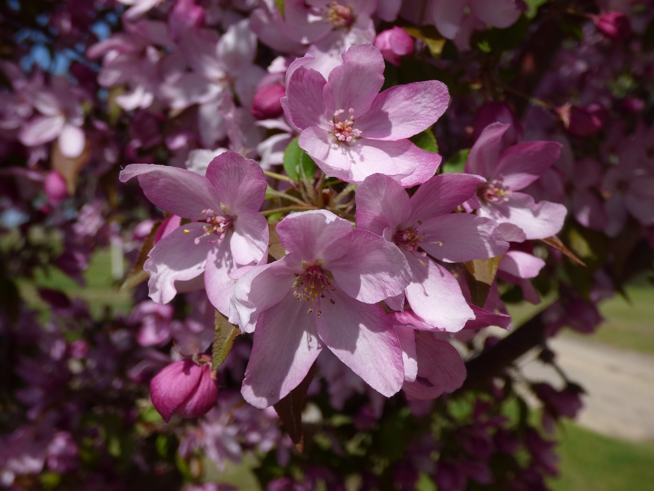 pink  flower  nature free photo