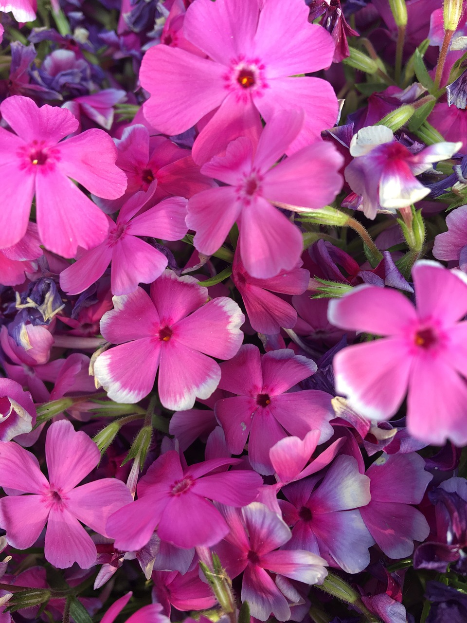 pink  white  flowers free photo