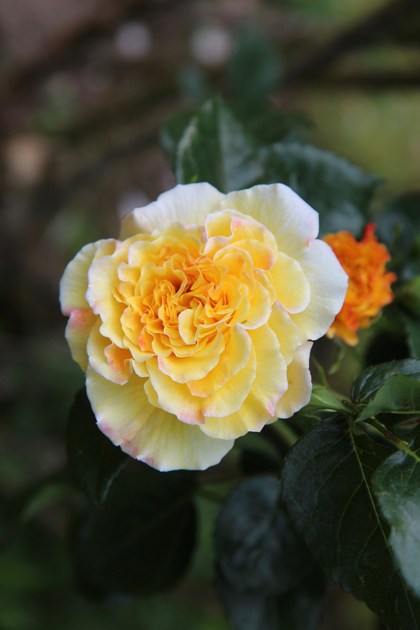 pink  rosebush  yellow rose free photo