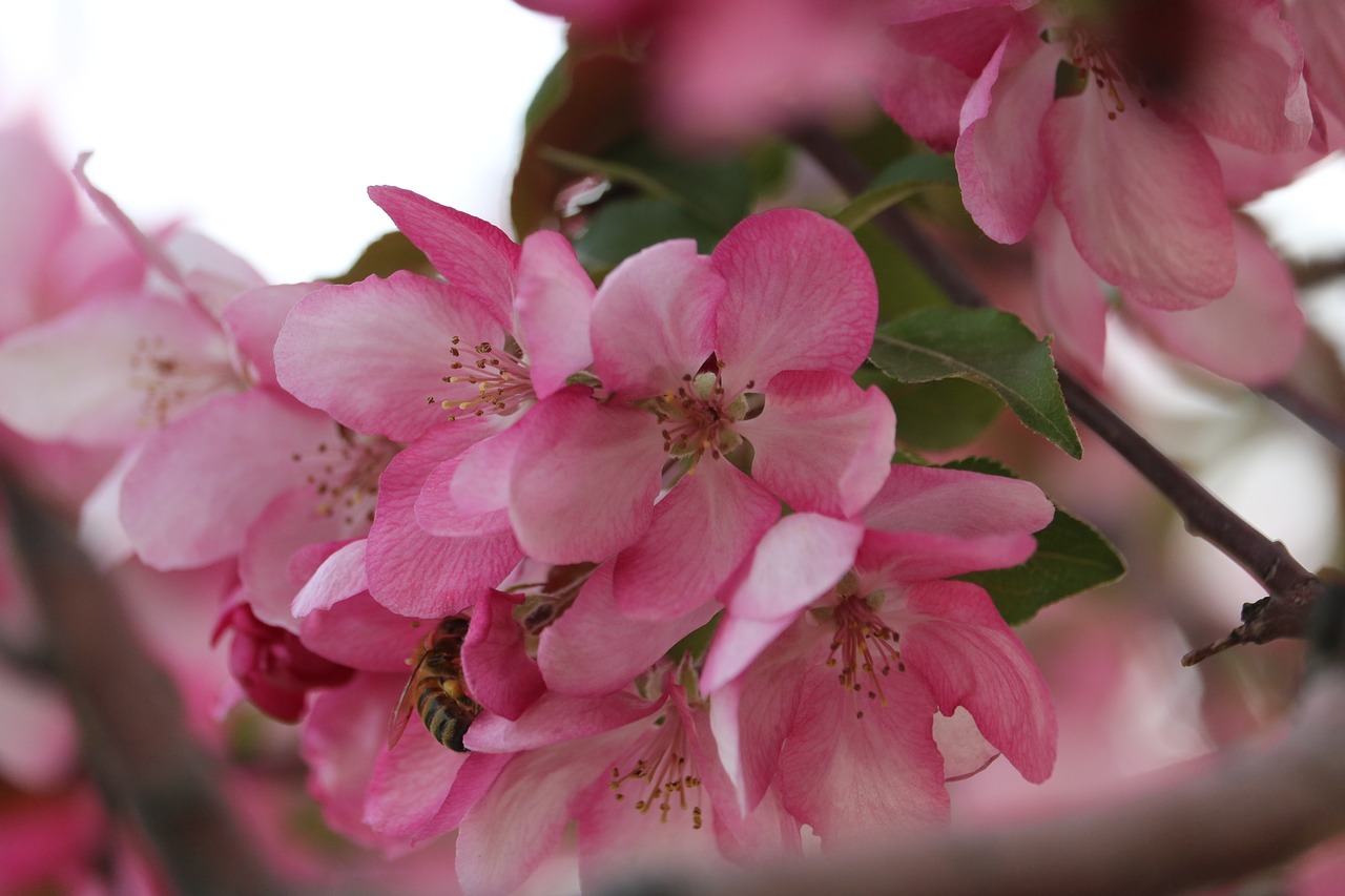 pink  flower  pink flowers free photo