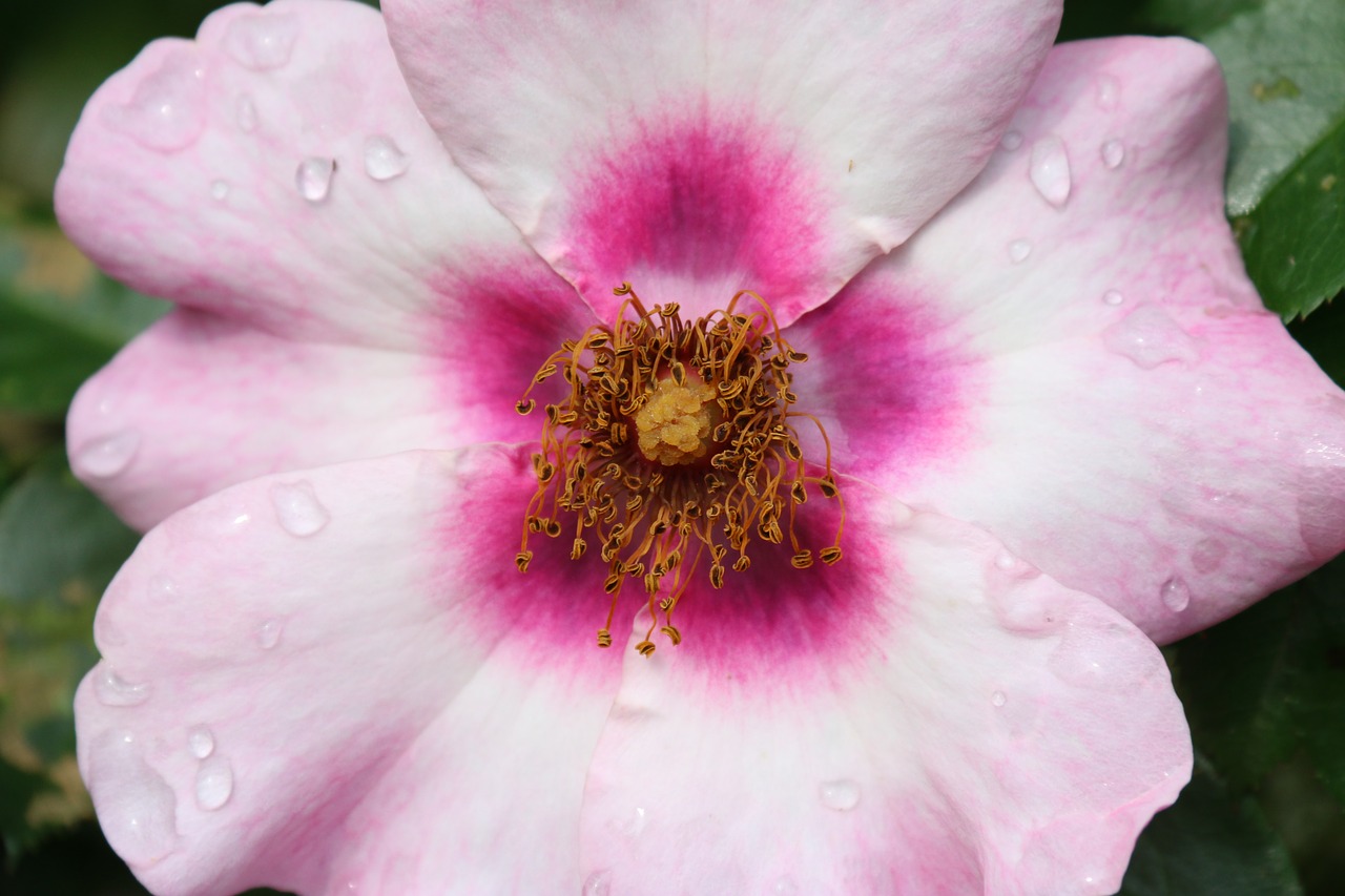 pink  rosebush  wild rose old free photo