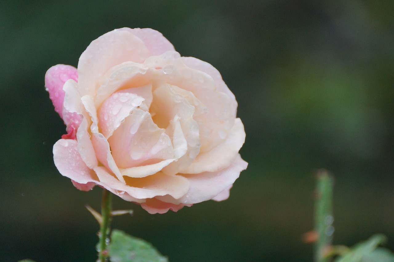 pink  light  rose free photo