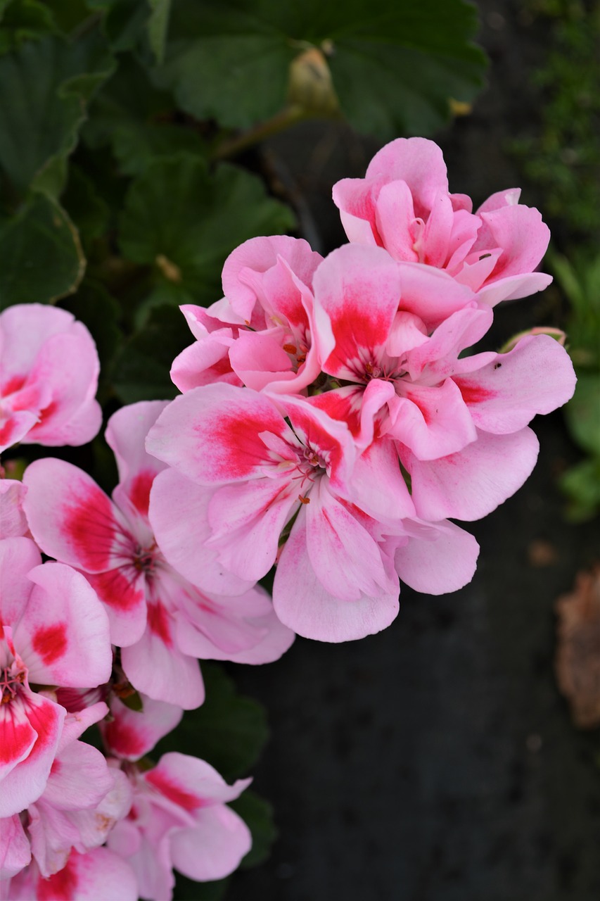 pink  flower  blossom free photo