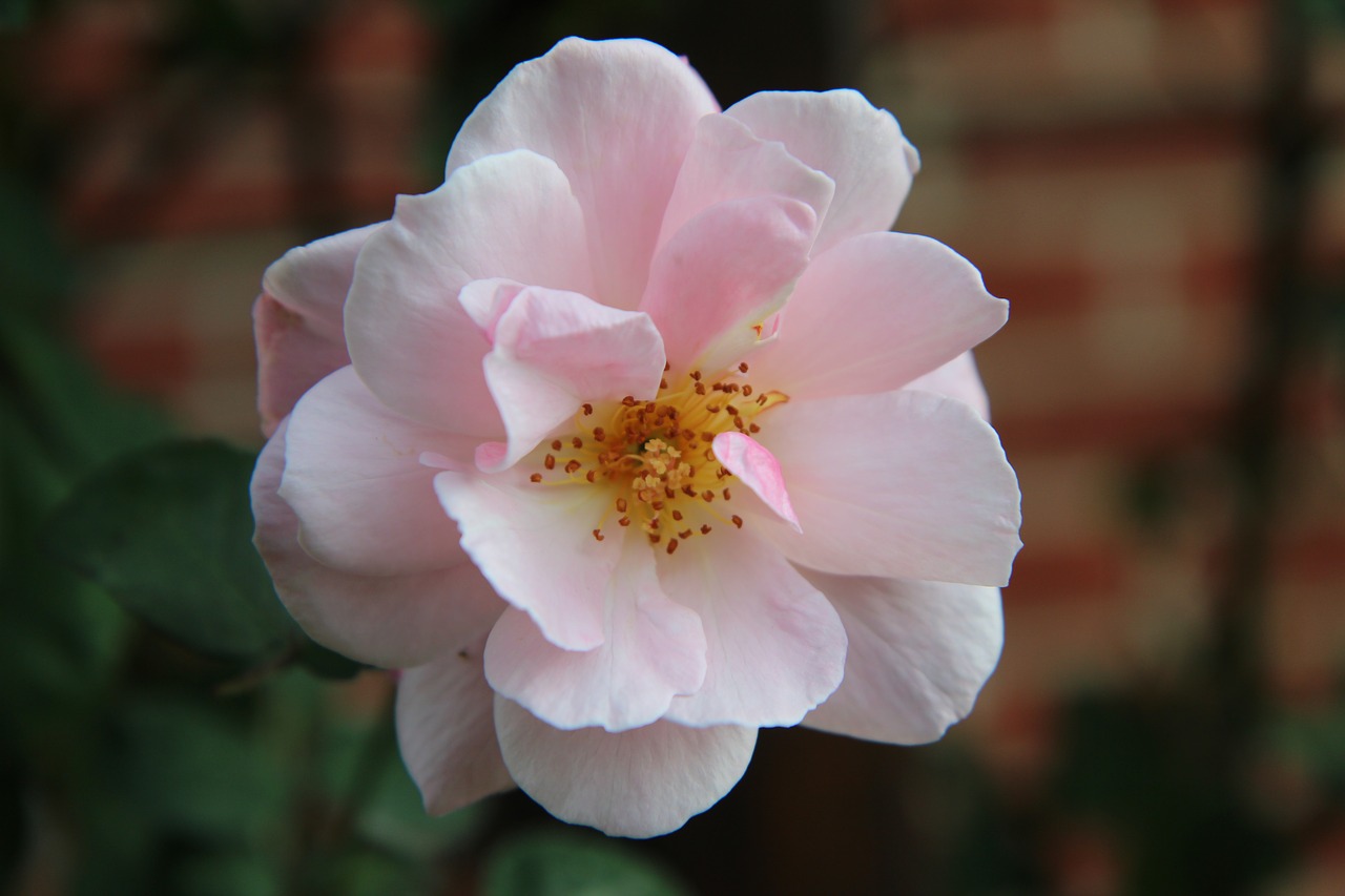 pink  pink rose  rosebush free photo